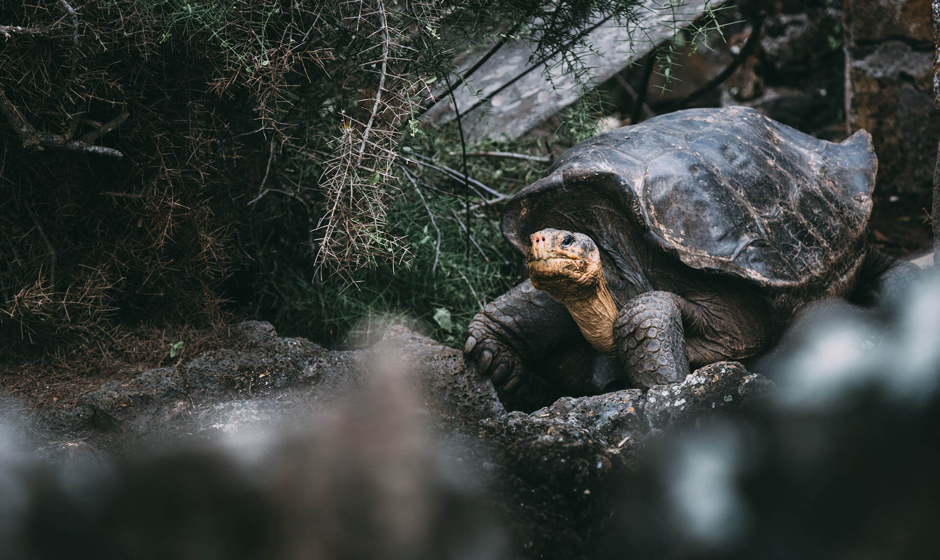 My Galapagos Islands Trip
